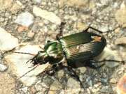 Thumbnail 370839 A