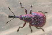 Thumbnail 370842 A