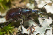 Thumbnail 370842 B