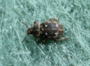 Thumbnail 370845 A