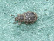Thumbnail 370845 B