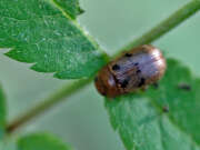 Thumbnail 370851 A