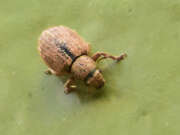 Thumbnail 370902 A
