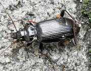 Thumbnail 370921 A