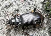 Thumbnail 370921 B