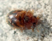Thumbnail 370924 A