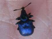 Thumbnail 370936 A