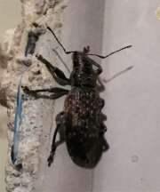 Thumbnail 370943 A