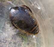 Thumbnail 370971 A