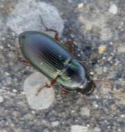 Thumbnail 370976 B