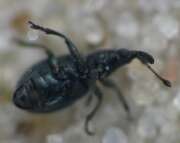 Thumbnail 371036 B