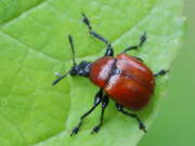 Thumbnail 371040 B