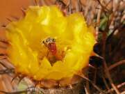 Thumbnail 371048 A