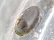 Thumbnail 371111 B