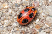 Thumbnail 371153 A