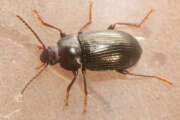 Thumbnail 371185 A