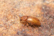 Thumbnail 371213 B