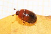 Thumbnail 371302 A