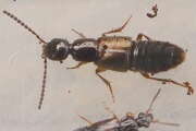 Thumbnail 371310 A