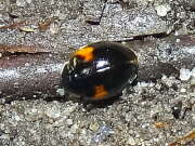 Thumbnail 371330 B