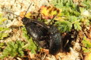 Thumbnail 371442 B