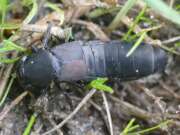 Thumbnail 371560 B