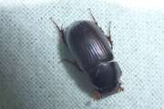 Thumbnail 371572 A