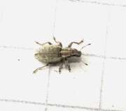 Thumbnail 371602 B