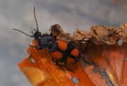 Thumbnail 371615 A