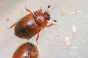 Thumbnail 371624 B
