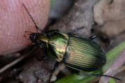 Thumbnail 371644 B