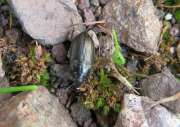 Thumbnail 371681 A