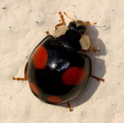 Thumbnail 371707 B