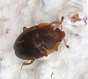 Thumbnail 371712 B