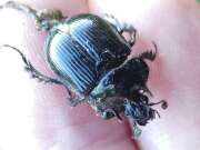 Thumbnail 371766 A