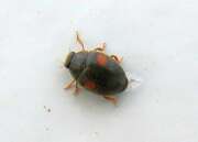 Thumbnail 371783 A