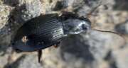 Thumbnail 371827 B