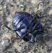 Thumbnail 371833 B