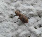 Thumbnail 371896 A