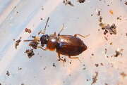 Thumbnail 371897 A