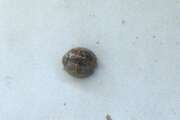 Thumbnail 371954 A
