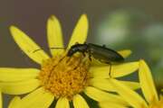 Thumbnail 372092 A