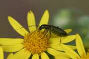 Thumbnail 372092 B