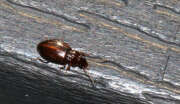 Thumbnail 372151 A