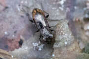 Thumbnail 372194 A