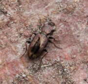 Thumbnail 372202 B
