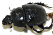 Thumbnail 372240 A