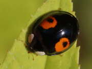 Thumbnail 372378 B