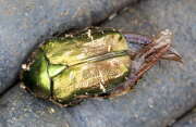 Thumbnail 372584 B