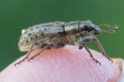 Thumbnail 372596 B